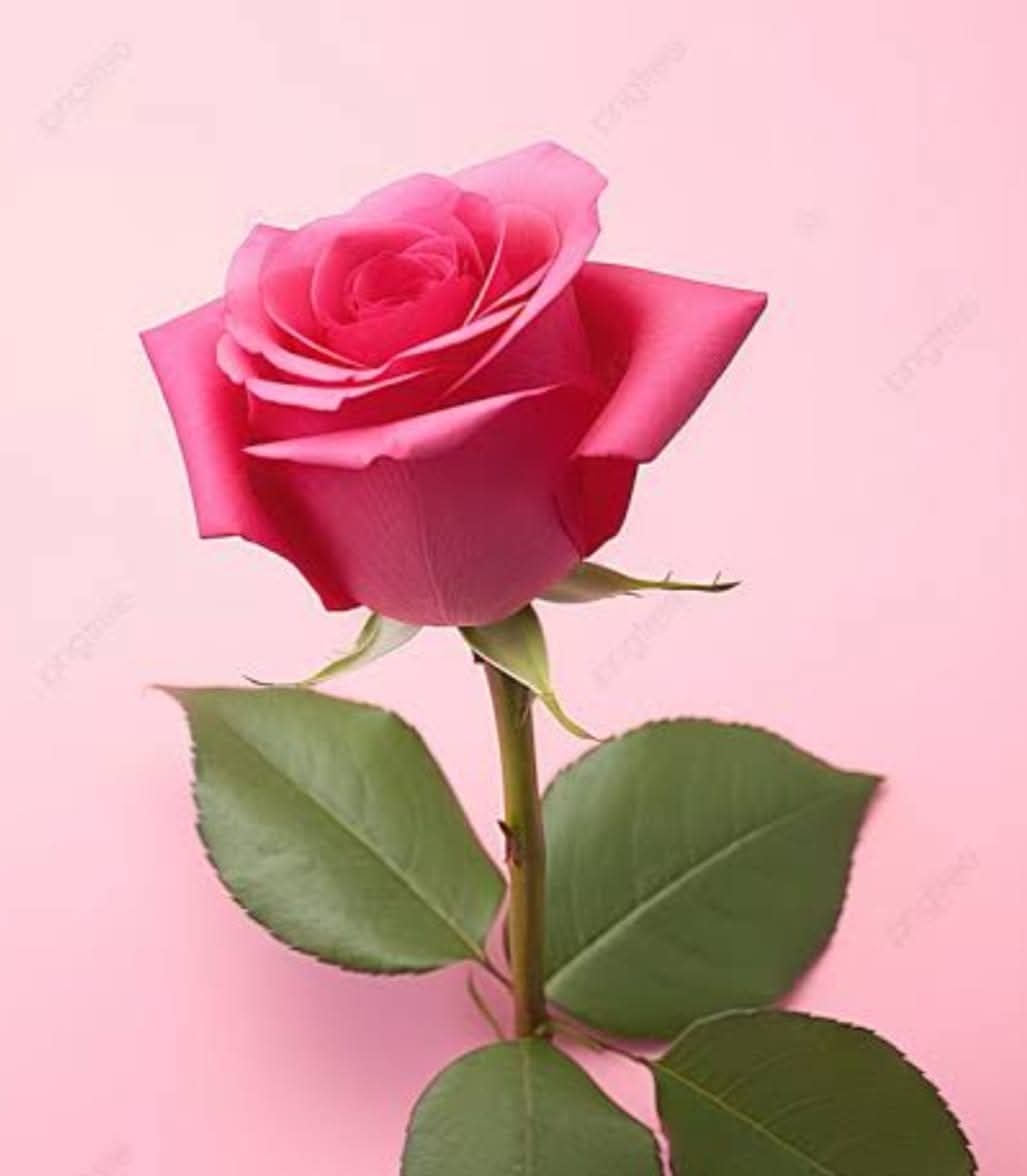 Розовая роза