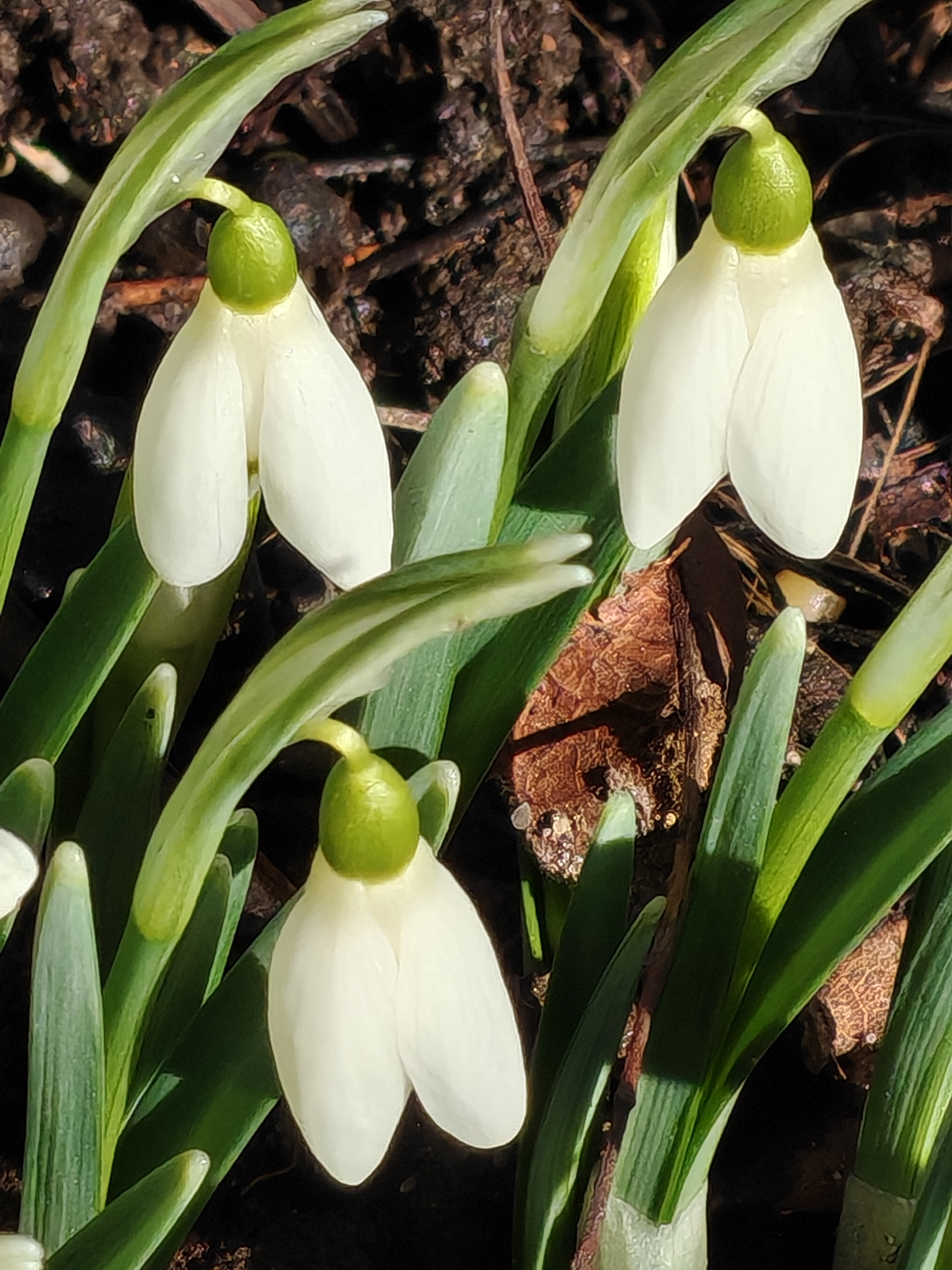 Подснежник