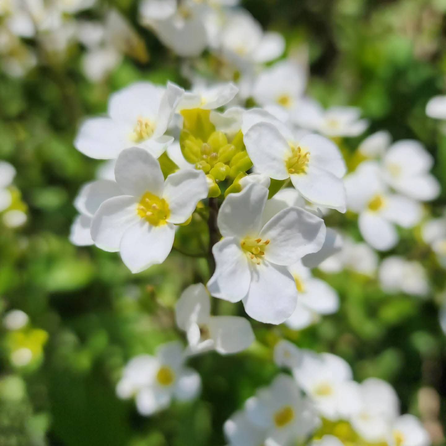 Приснилось апрелю