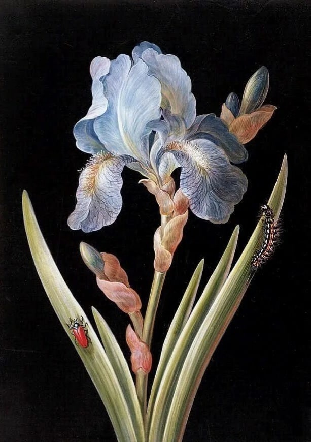 Хокку "Красота".