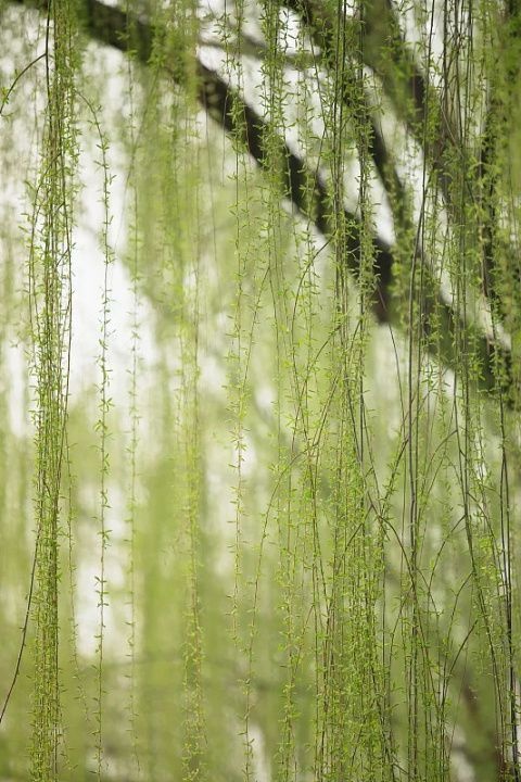 Хокку "Шёпот"