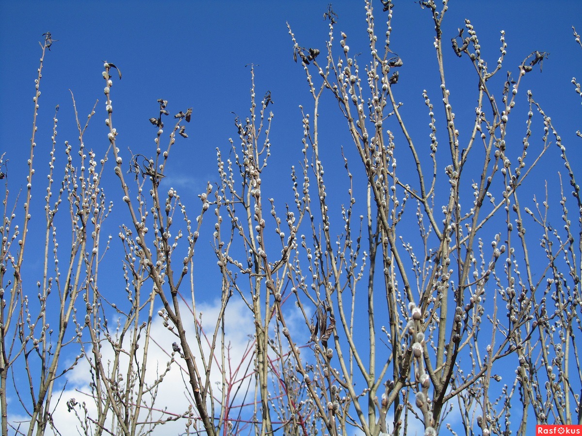 Бежит весна в потоке дней...