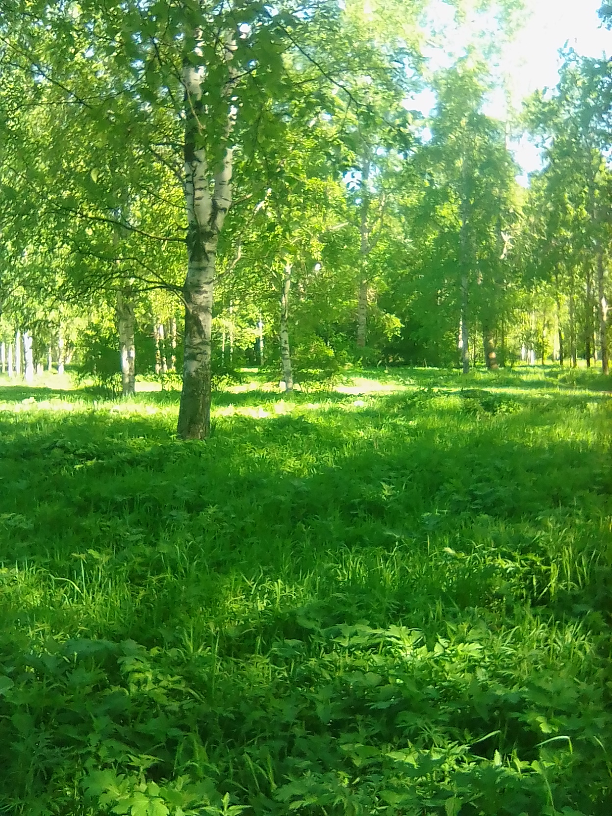 Лето щурится, играет...