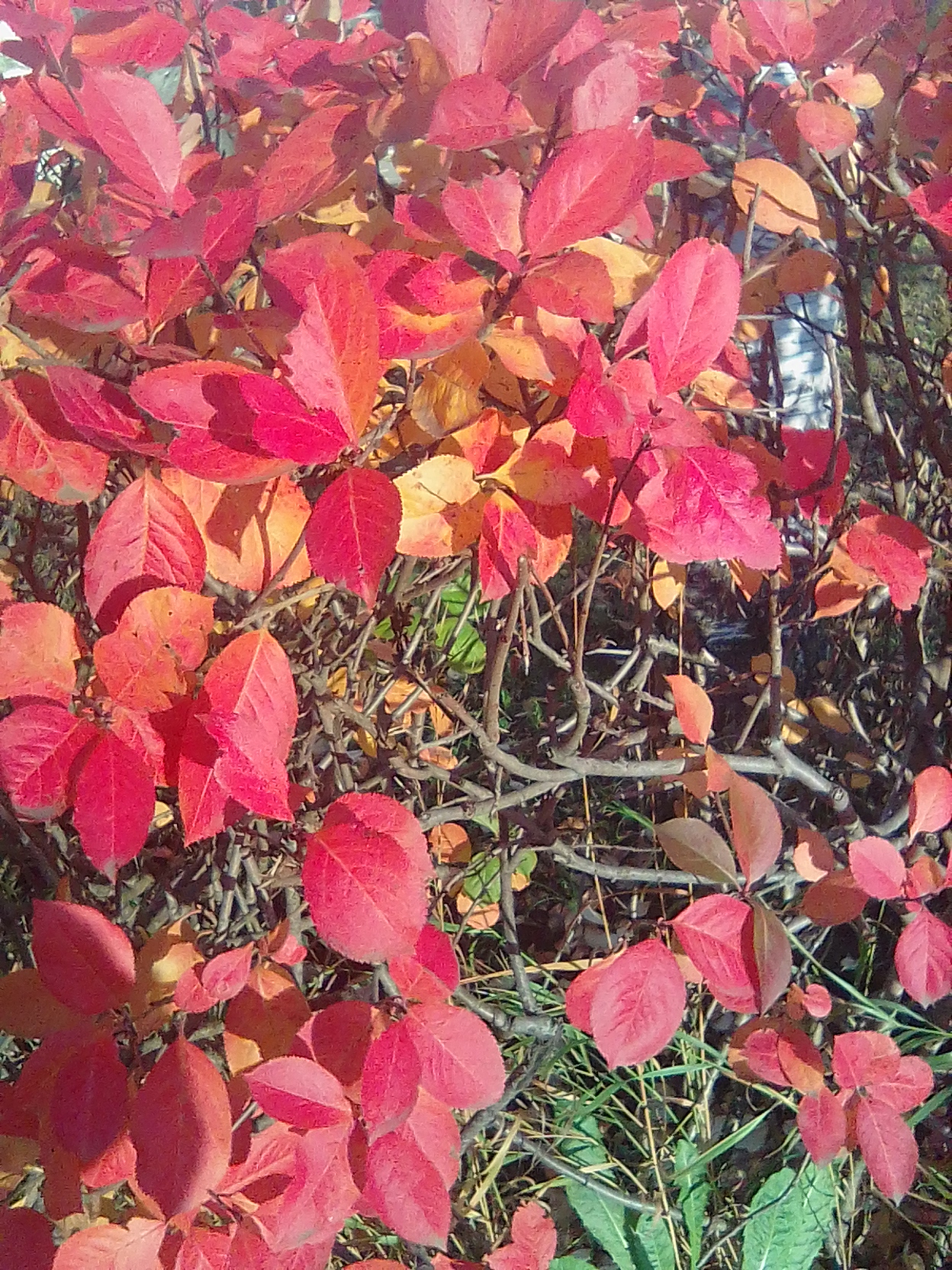 Краски осени