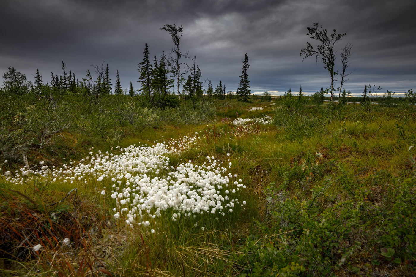 Северное лето 