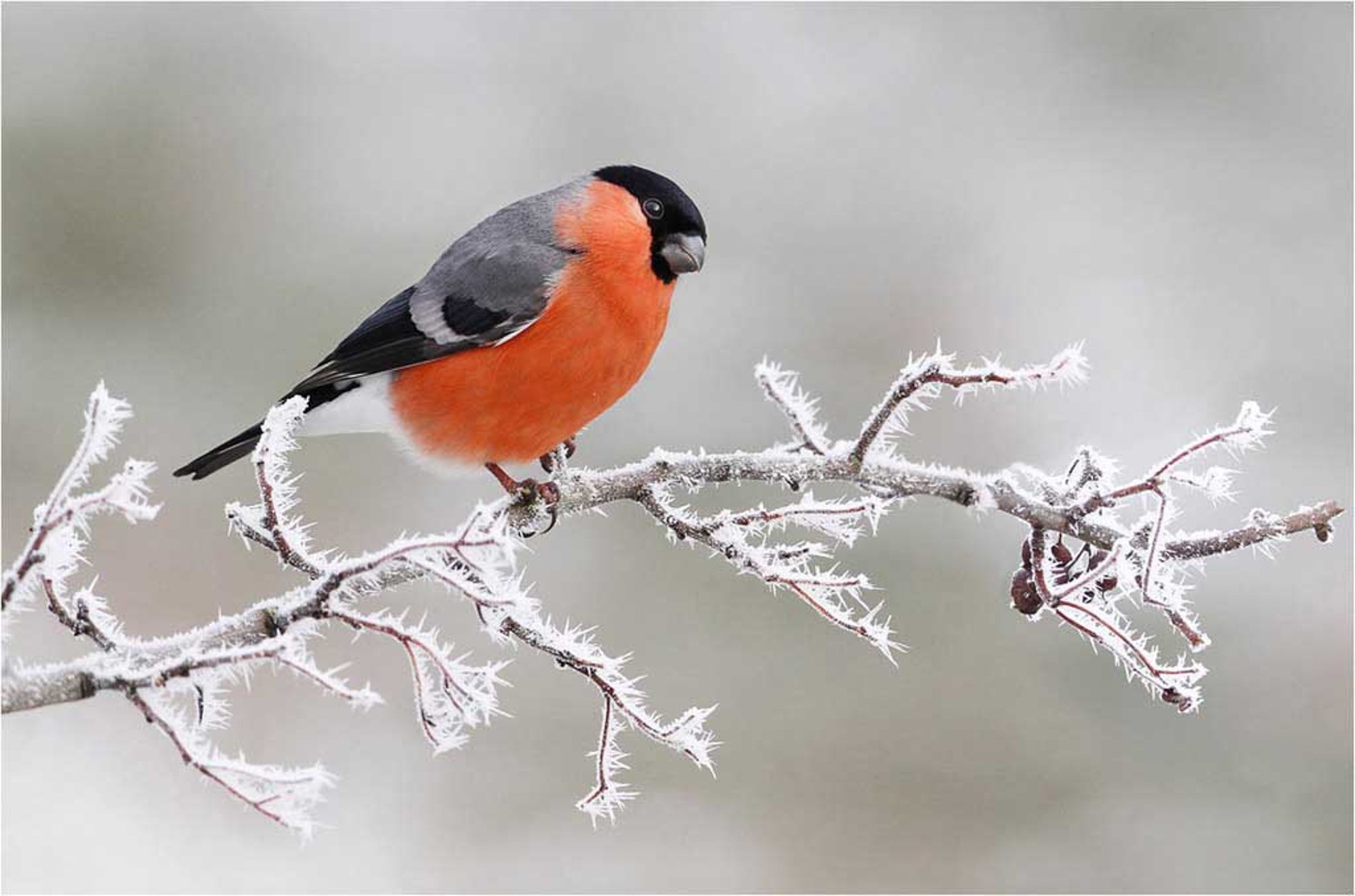 Снегирь на ветке с красной грудью 
