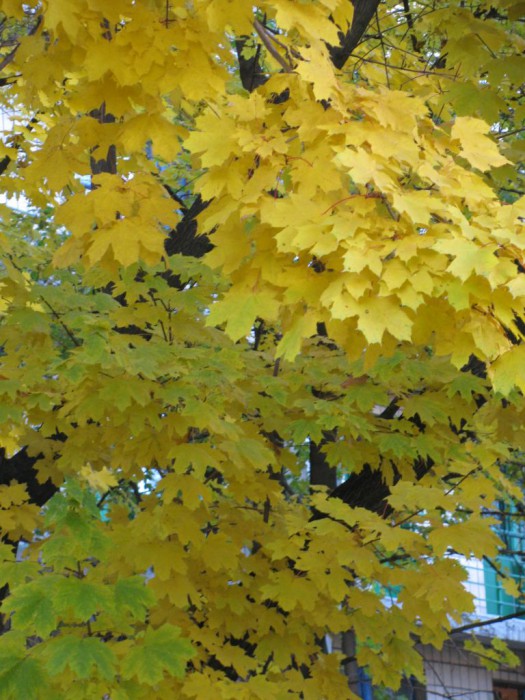 Бабье лето, бабье лето...