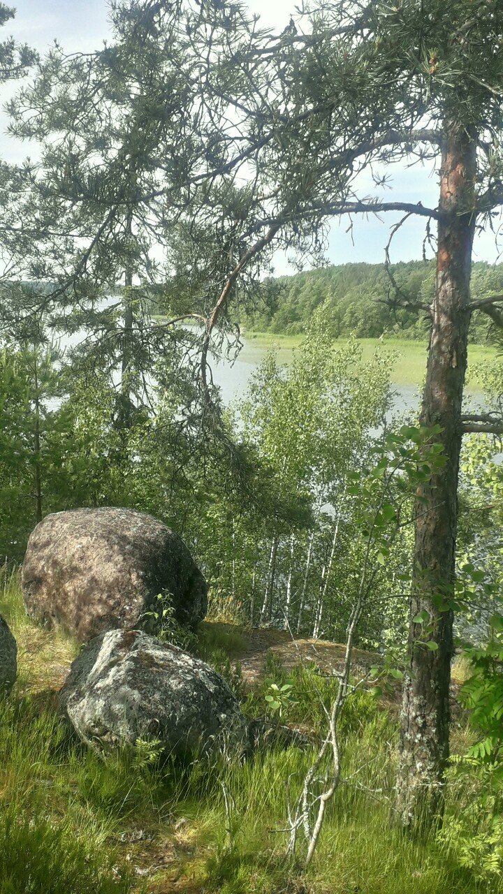 Скалы, сосны, солнце