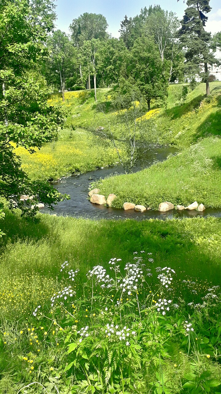 Маргаритки, маргаритки