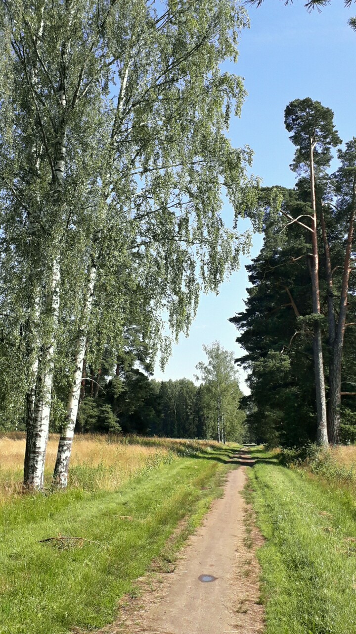 Уходит в лес тенистая тропинка