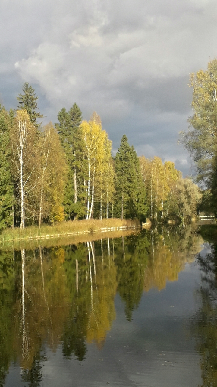Меж деревьев стоит тишина