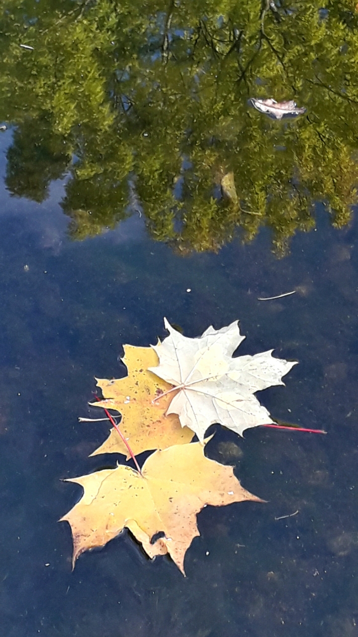 Золотые серьги, из листвы, берёзки