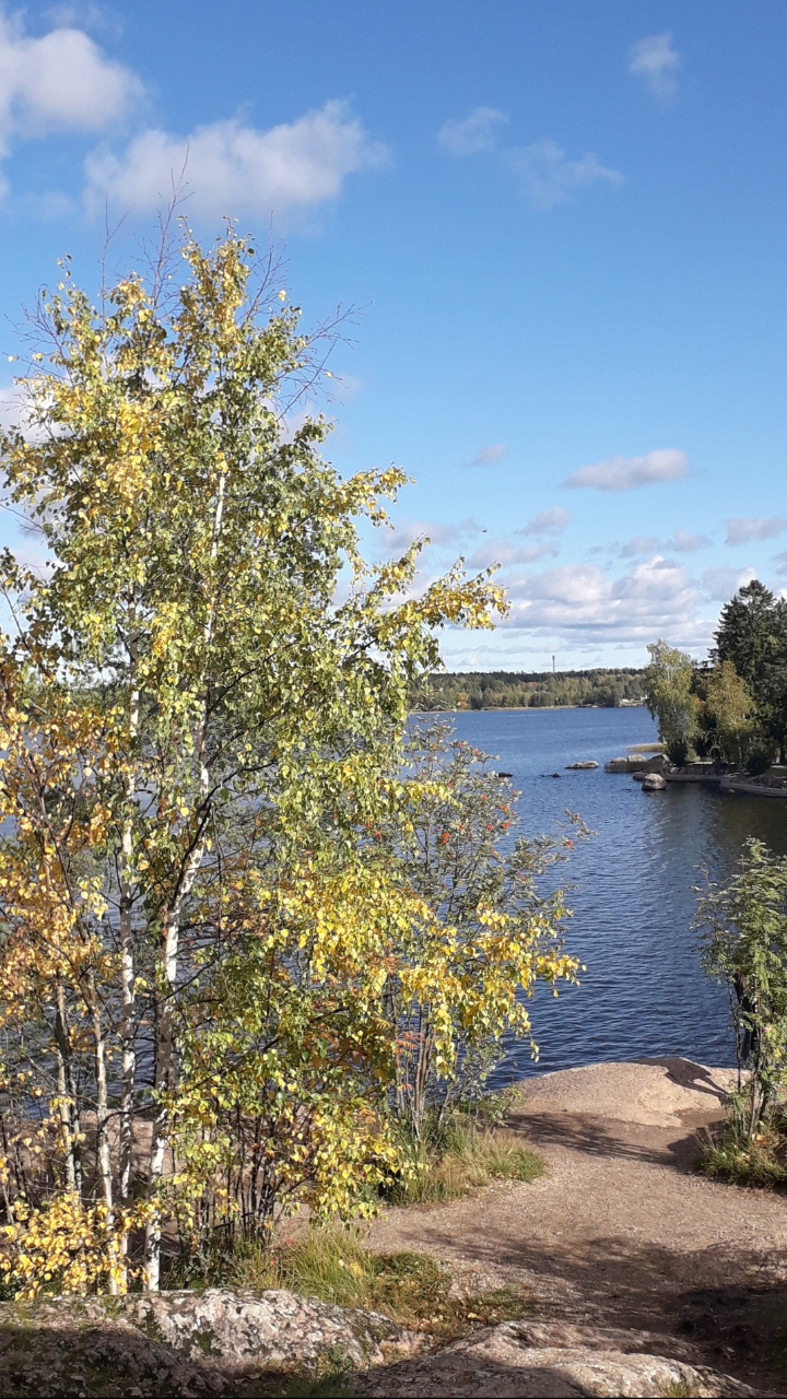 О чём задумалась берёзка?