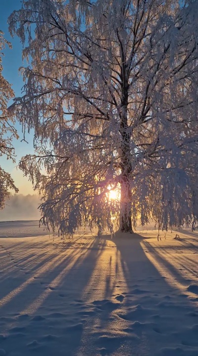 Рассвет в лесу зимой