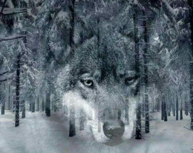 Баллада о волчице