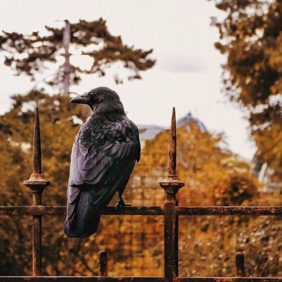 "Скоро нам встретится осень..."