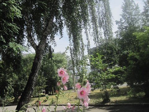 Берёзка плакучая