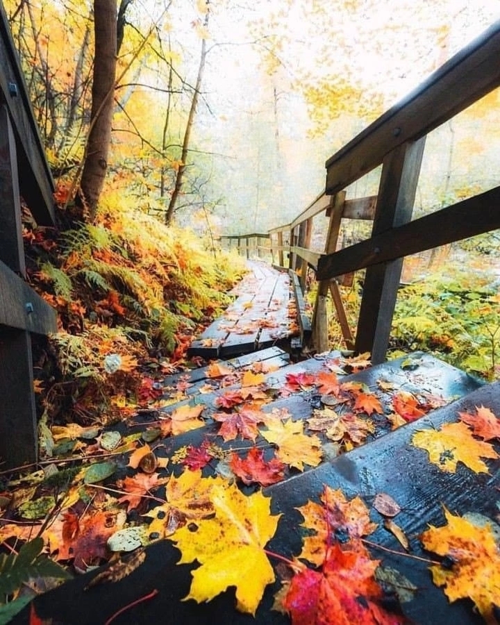 «Письмо для Осени» 5  (из не отправленных