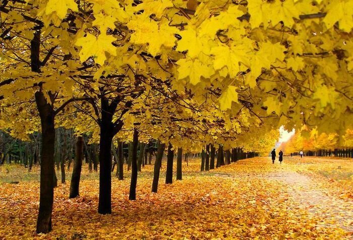 Мизансцена