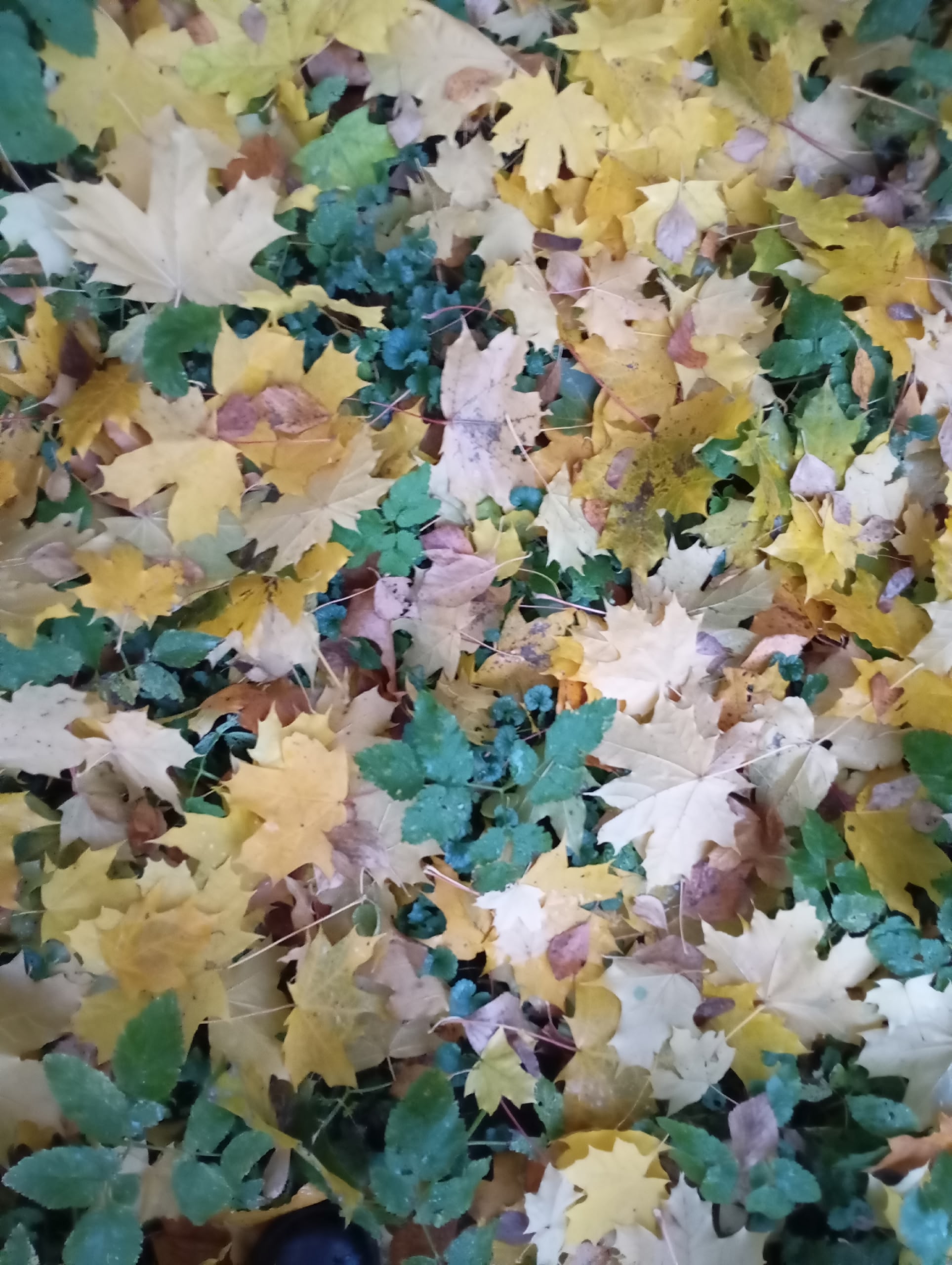 Нерукотворный узор