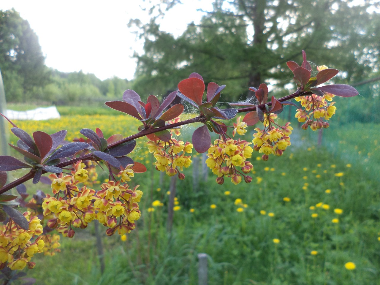 Замок из счастливых дней