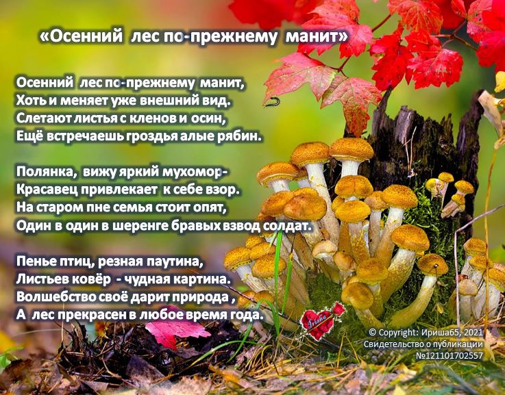 Осенний лес по-прежнему манит