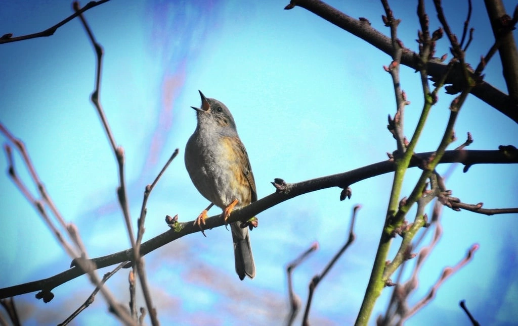 Маленькая птичка и война