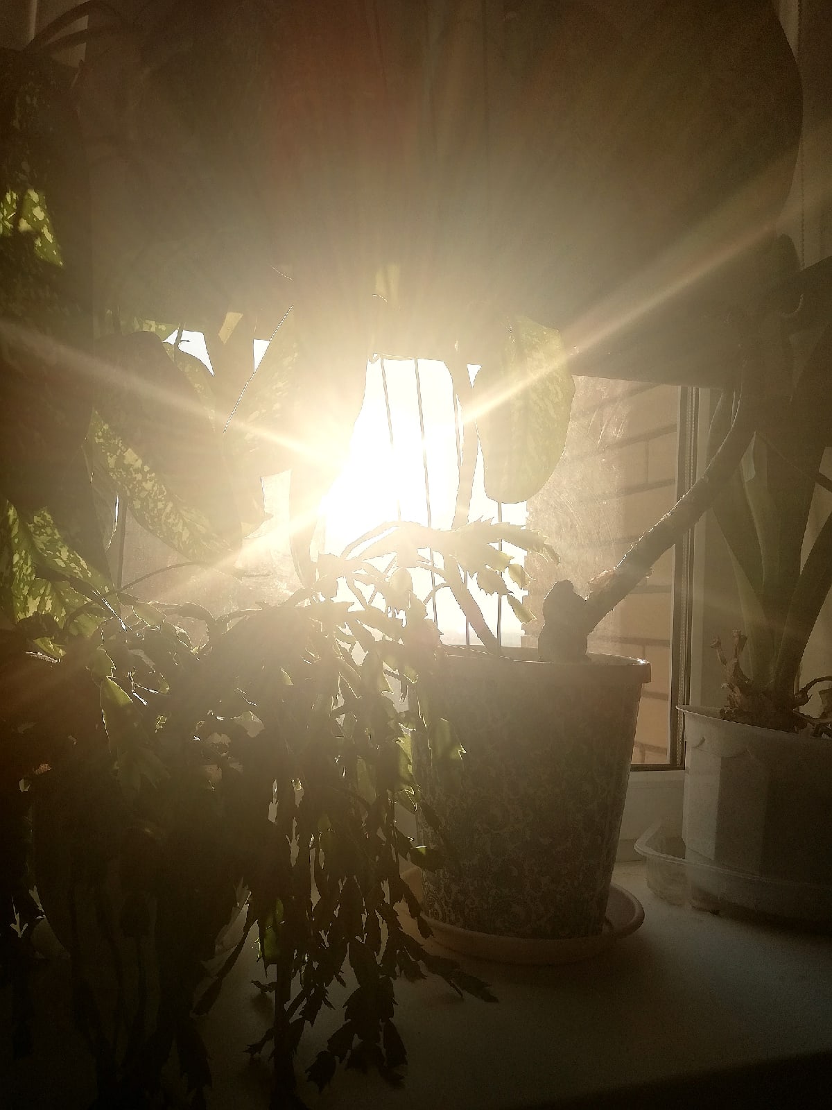 Солнце сквозь цветы... 