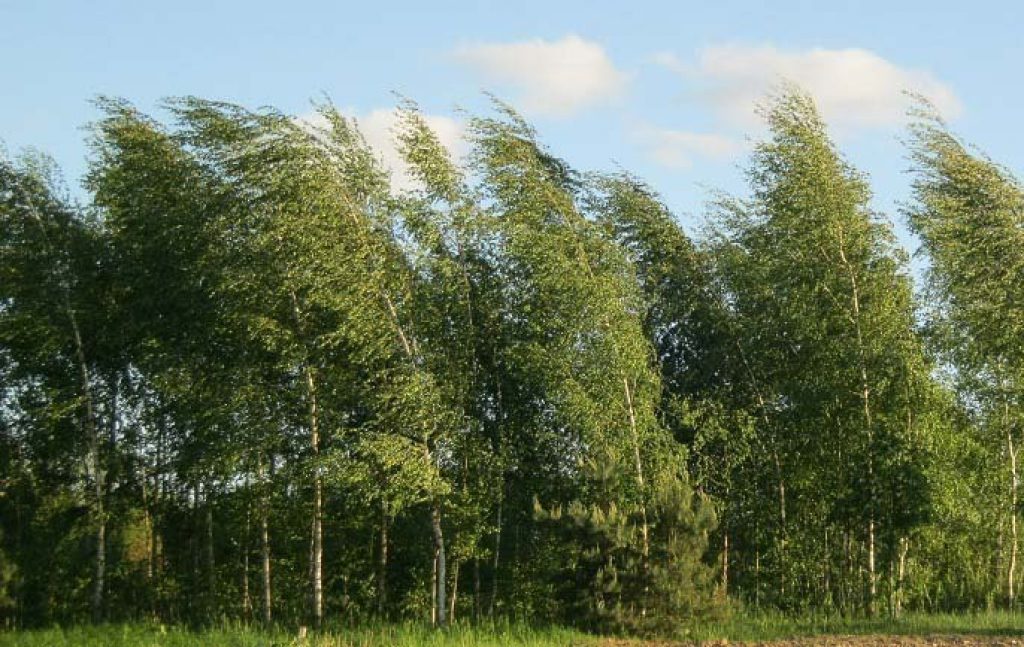 ВЕТРЕНЫЙ ДЕНЬ