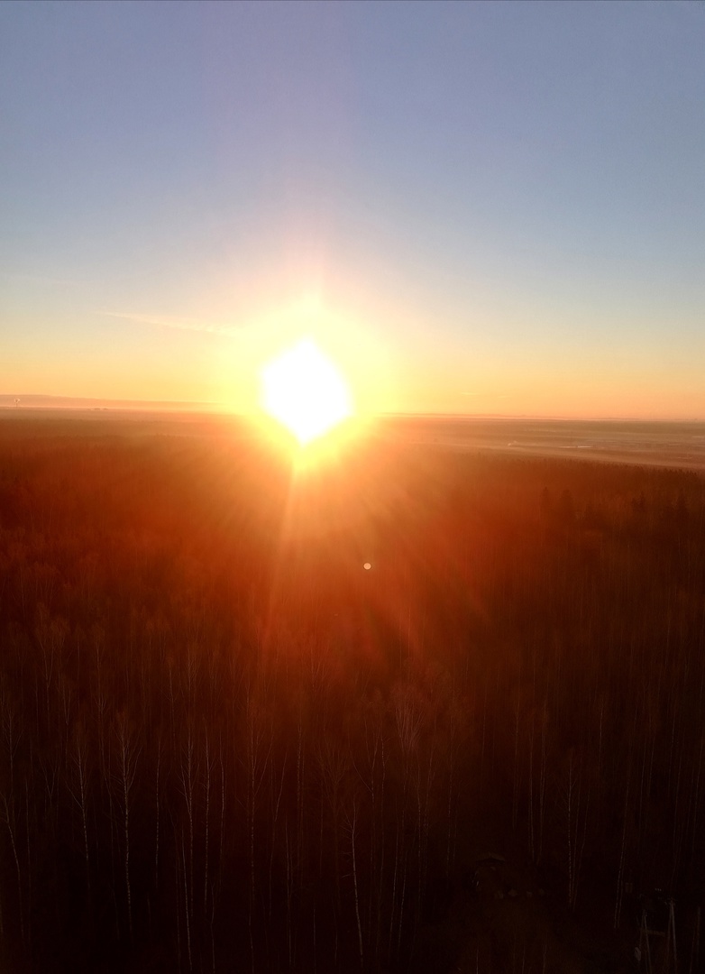 Опаленный Солнцем лес