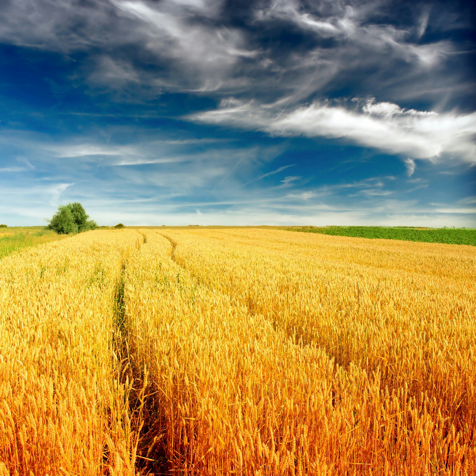 Поле колосьями смотрит ввысь...