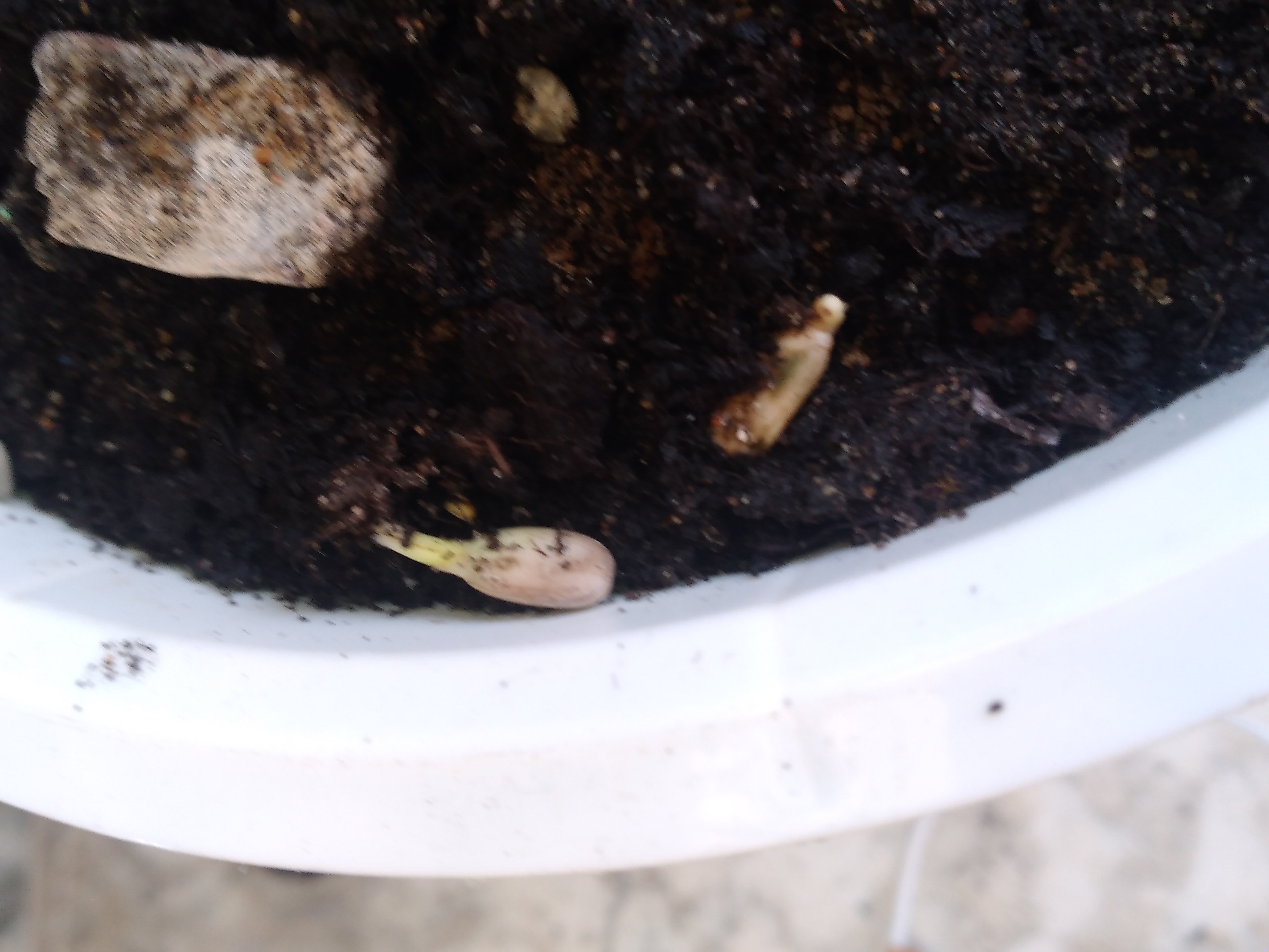 Черный цвеь