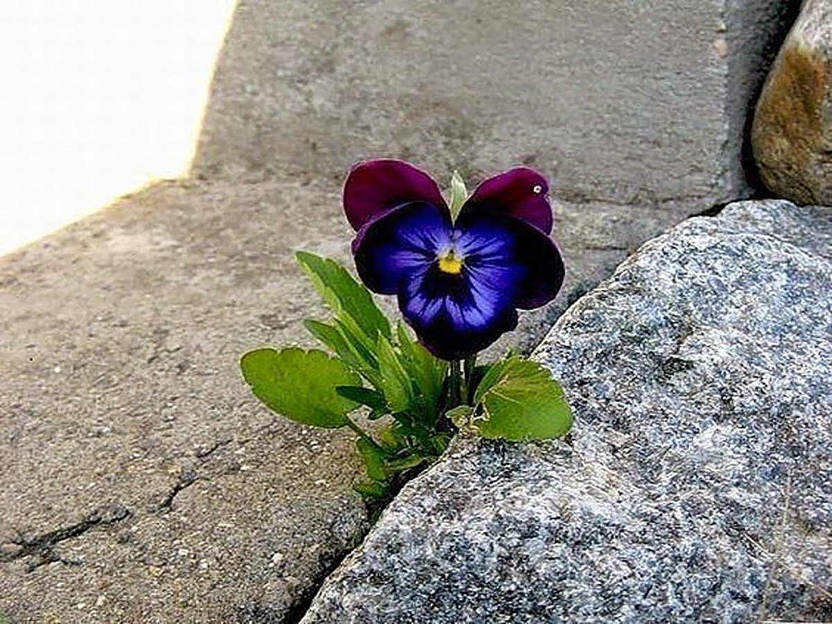 Я не сдамся ни за что