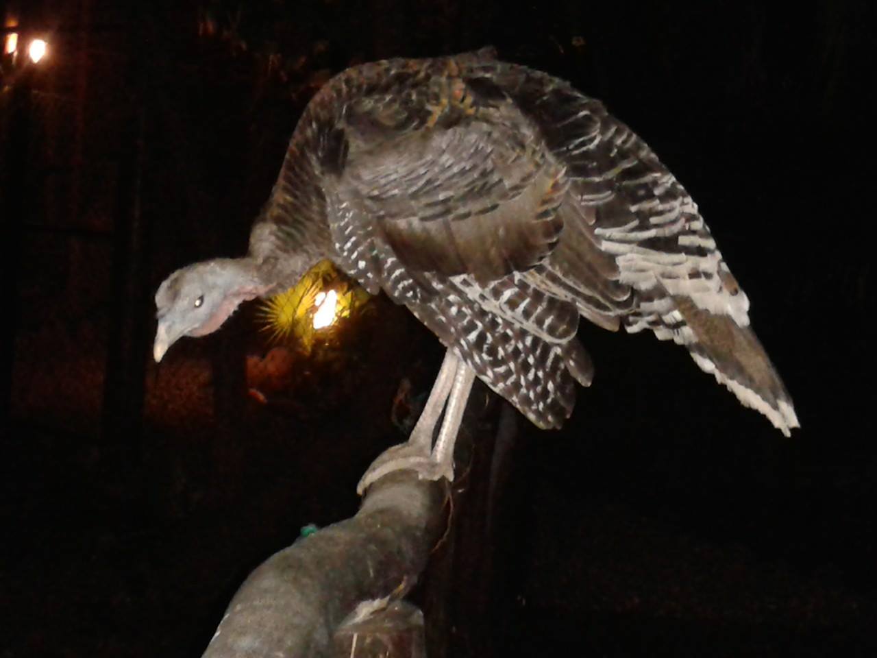 Каникулярное