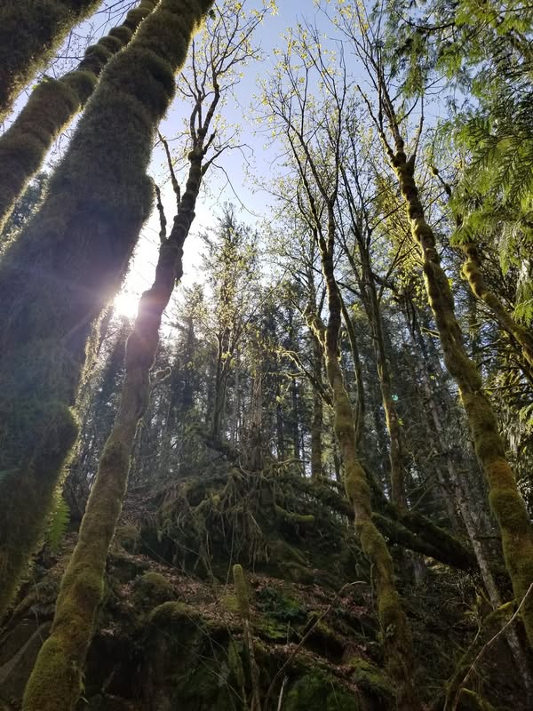 Гензель и Гретель (страшилка)